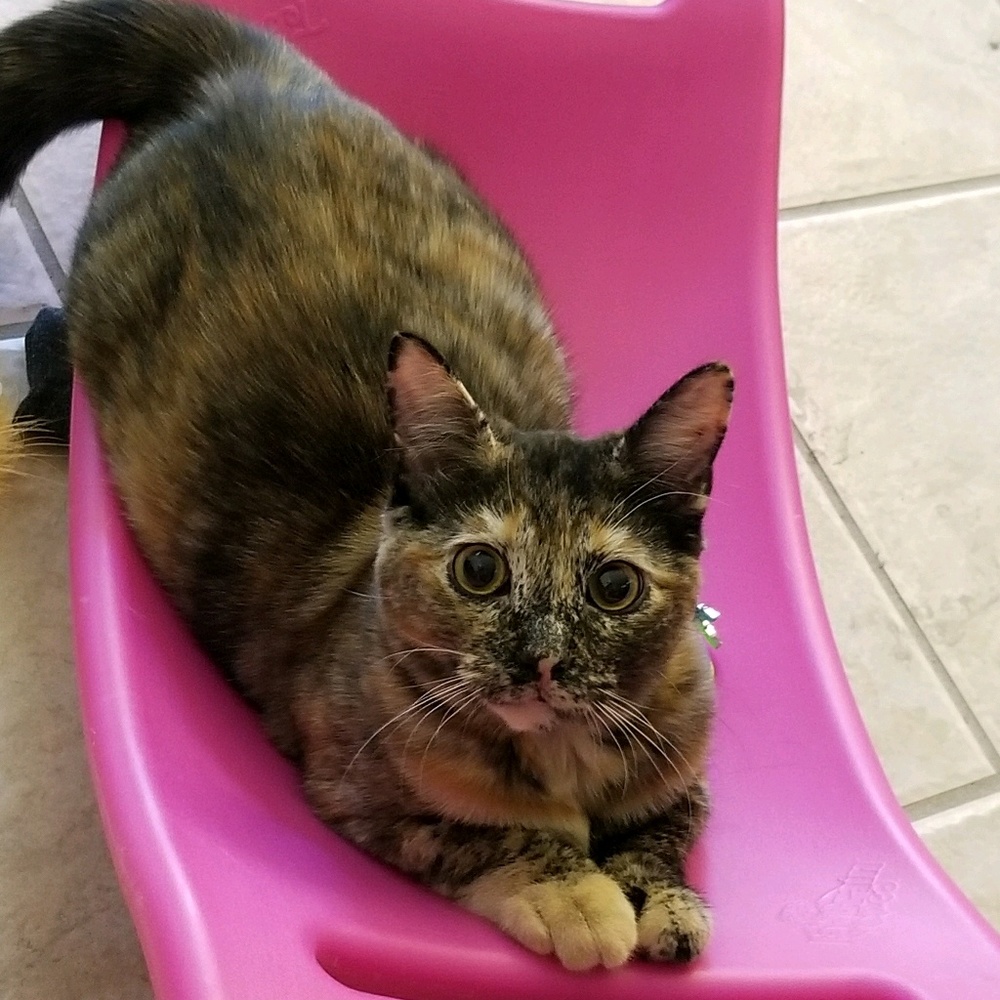 Meet your Posher, Cassidy